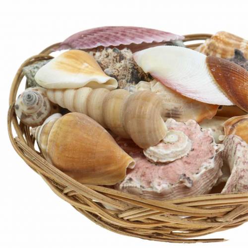 Floristik24 Směs mušlí v přírodním košíku Ø15cm 420g