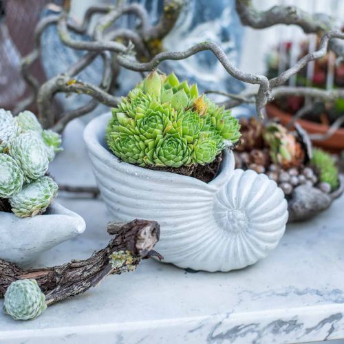 Floristik24 Mušle na výsadbu, námořní dekorace, květináč Nautilus beton L15cm V9,5cm 2ks