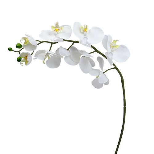 Floristik24 Můří orchidej 75cm bílá