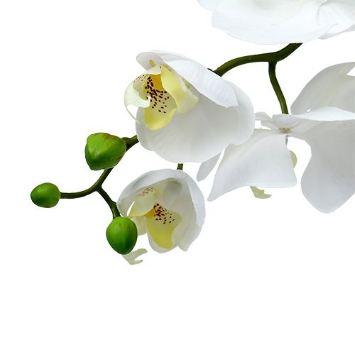 položky Můří orchidej 75cm bílá