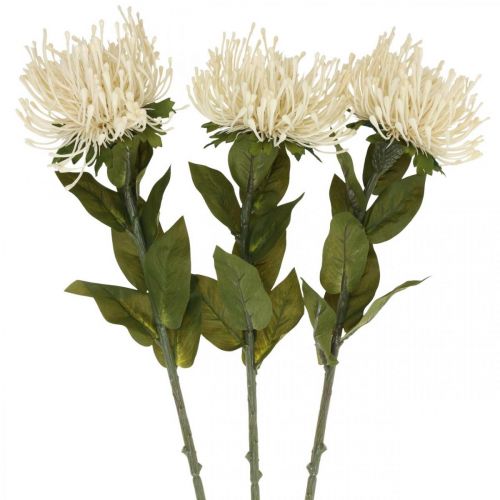 Floristik24 Špendlíkový polštářek umělé květiny exotické Protea Leucospermum krém 73cm 3ks