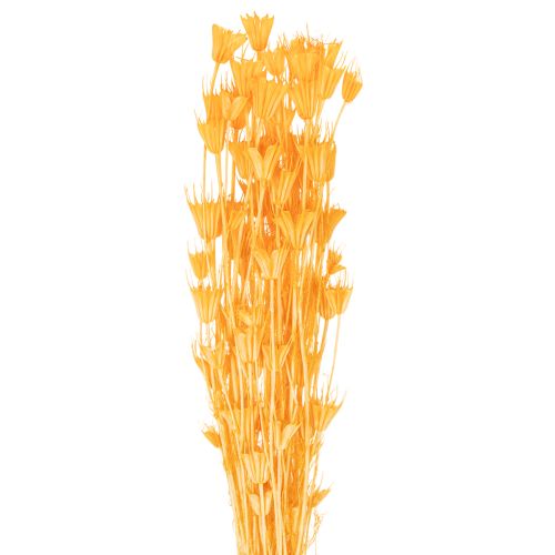 Aranžmá ze sušených květin Nigella pro dlouhodobé použití. Elegantní poutavý prvek. 70 cm 50 g