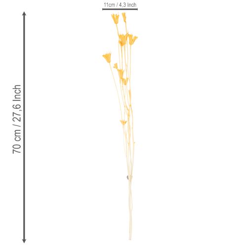 položky Aranžmá ze sušených květin Nigella pro dlouhodobé použití. Elegantní poutavý prvek. 70 cm 50 g