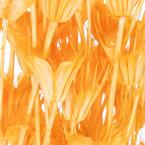 položky Aranžmá ze sušených květin Nigella pro dlouhodobé použití. Elegantní poutavý prvek. 70 cm 50 g