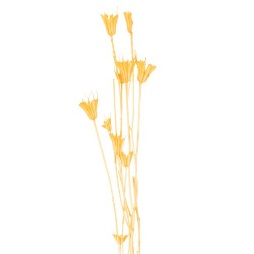 položky Aranžmá ze sušených květin Nigella pro dlouhodobé použití. Elegantní poutavý prvek. 70 cm 50 g