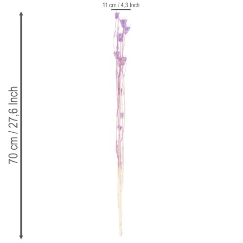 položky Kytice sušených květů Nigella, dekorativní použití v obývacím pokoji, vytváří jedinečnou atmosféru, 70 cm, 50 g