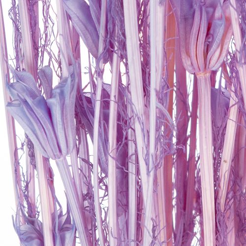 položky Kytice sušených květů Nigella, dekorativní použití v obývacím pokoji, vytváří jedinečnou atmosféru, 70 cm, 50 g