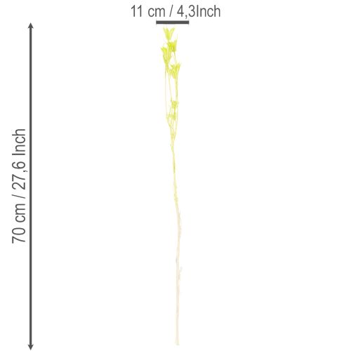 položky Sušené květy Nigelly, okouzlující přírodní dekorace do pokoje/domácnosti, 70 cm, 50 g