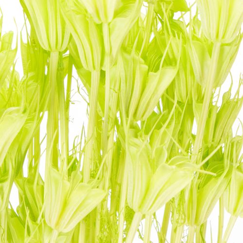 položky Sušené květy Nigelly, okouzlující přírodní dekorace do pokoje/domácnosti, 70 cm, 50 g