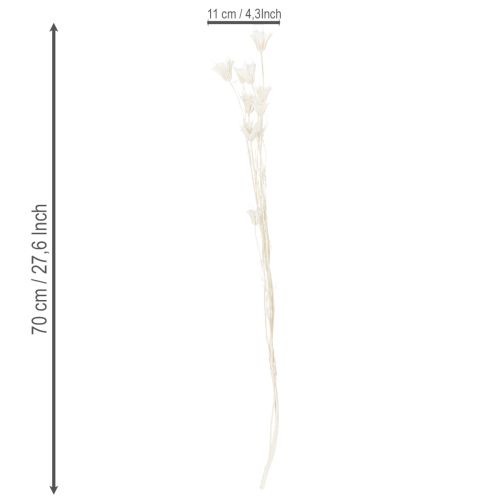 položky Sušené květy Nigelly, kytice elegantní přírodní dekorace pro exkluzivní interiéry, 70 cm, 50 g