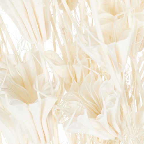 položky Sušené květy Nigelly, kytice elegantní přírodní dekorace pro exkluzivní interiéry, 70 cm, 50 g