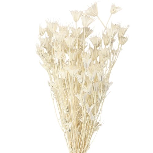 Sušené květy Nigella Orientalis, černý kmín, bílý 50 cm, 100 g