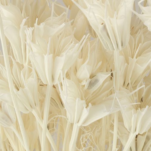 položky Sušené květy Nigella Orientalis, černý kmín, bílý 50 cm, 100 g