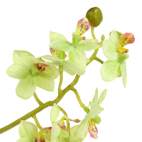 položky Orchidej 97cm světle zelená