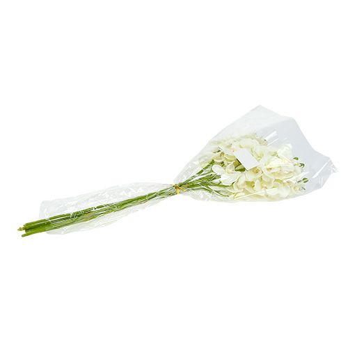 položky Orchid krémově-bílá L57cm 6 ks