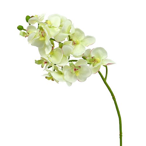 Floristik24 Orchidej světle zelená 56cm 6ks