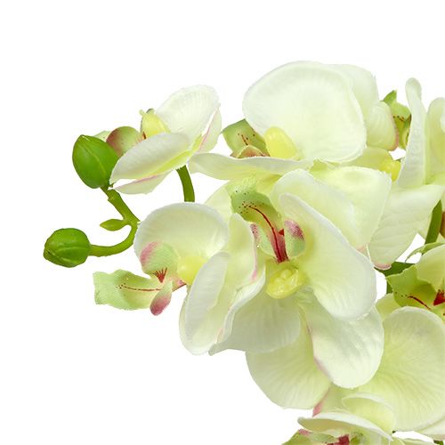 položky Orchidej světle zelená 56cm 6ks