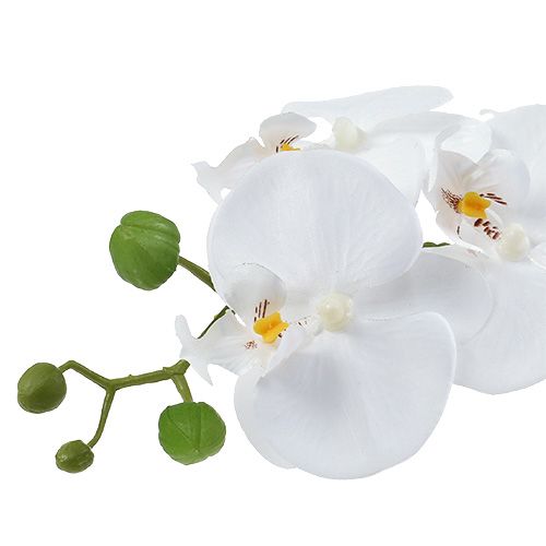 položky Orchidej Phalaenopsis v misce bílá H40cm