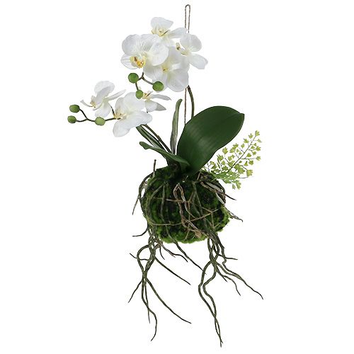 Floristik24 Orchideje Phalaenopsis k zavěšení H33cm krém