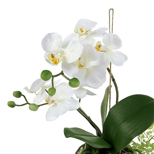 Floristik24 Orchideje Phalaenopsis k zavěšení H33cm krém