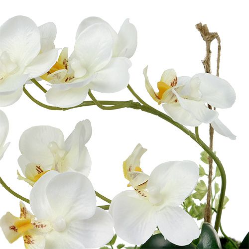 položky Orchid Phalaenopsis na zavěšení H26cm Krém