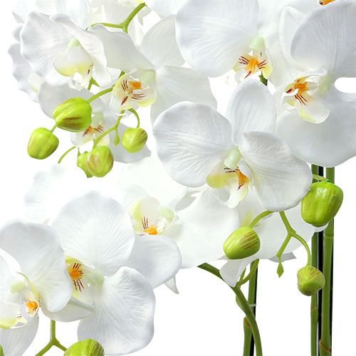 položky Orchidej bílá se zeměkoulí 110cm