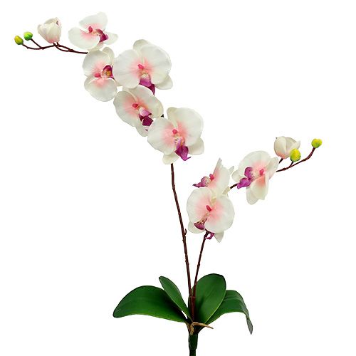 Orchidej se 2 větvemi 60cm bílo-růžová