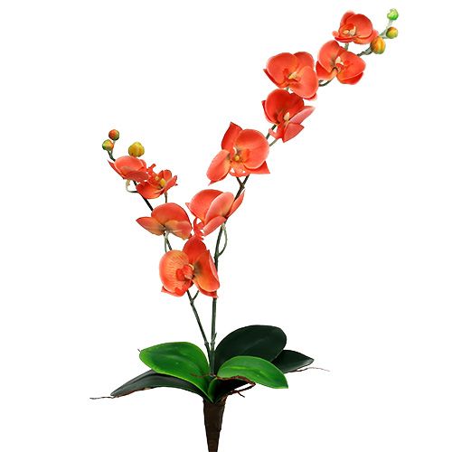 Orchidej dvě větve 60cm oranžová