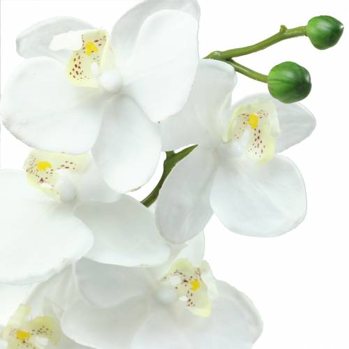 položky Orchidej bílá 77cm