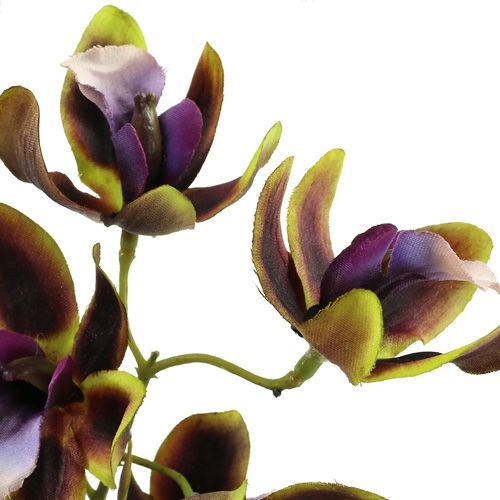 Floristik24 Orchidej Cymbidium zelená, fialová L38cm 4ks