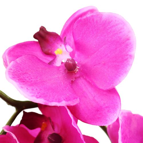 Floristik24 Orchidej Phalaenopsis růžová 75cm