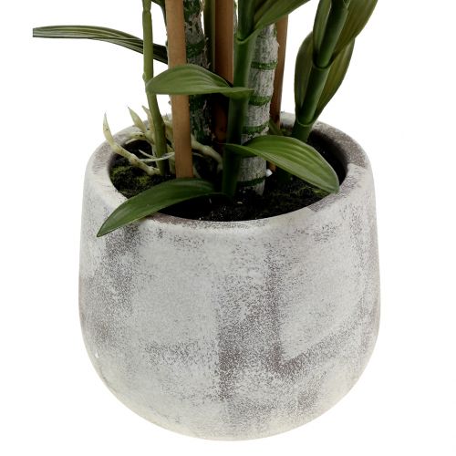Floristik24 Orchidej ve fialovém květináči H55cm