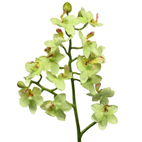 Zelena Orchidej (zelenými květy, zelených orchidejí, patří například) Zelena Orchidej