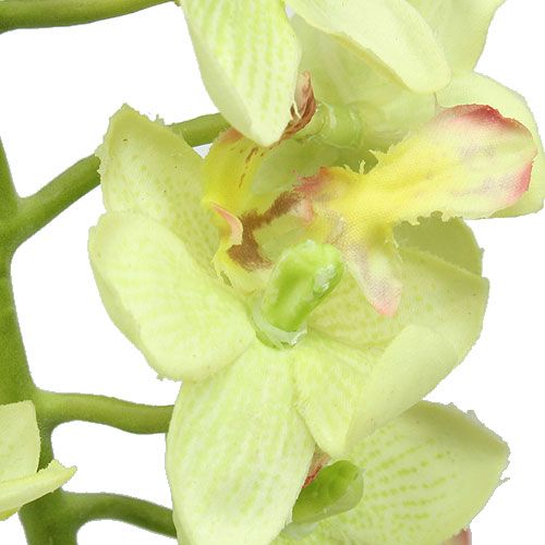 Floristik24 Orchidej 56cm světle zelená