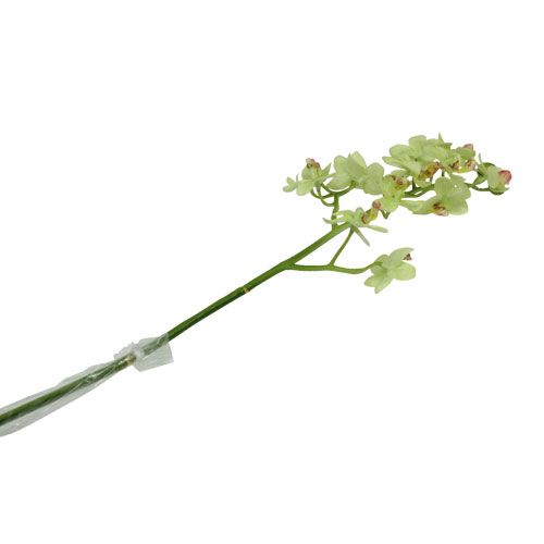 Floristik24 Orchidej 56cm světle zelená