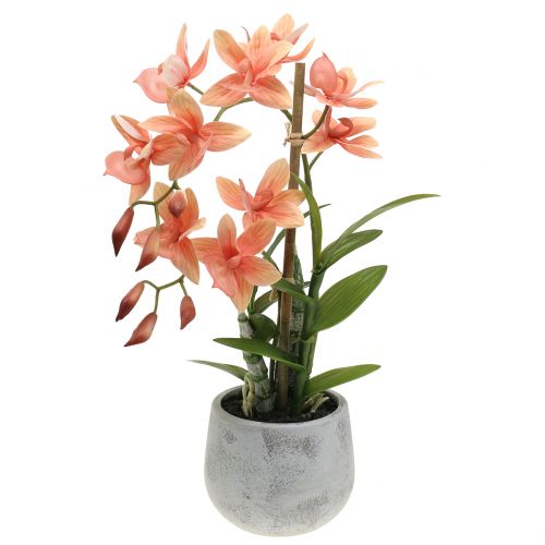 Floristik24 Orchidej v květináči losos H41cm