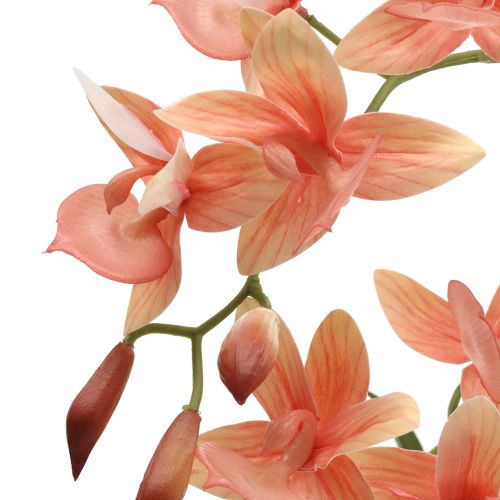 Floristik24 Orchidej v květináči losos H41cm
