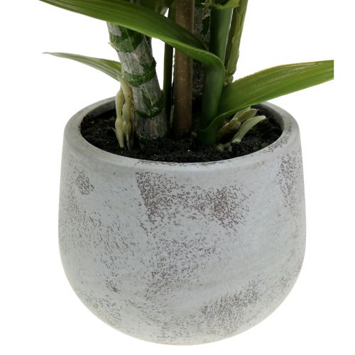 Floristik24 Orchidej v květináči losos H41cm