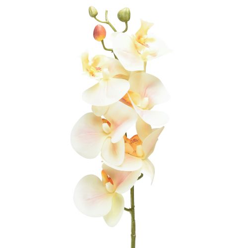 položky Umělá orchidej krémová Orange Phalaenopsis 78cm