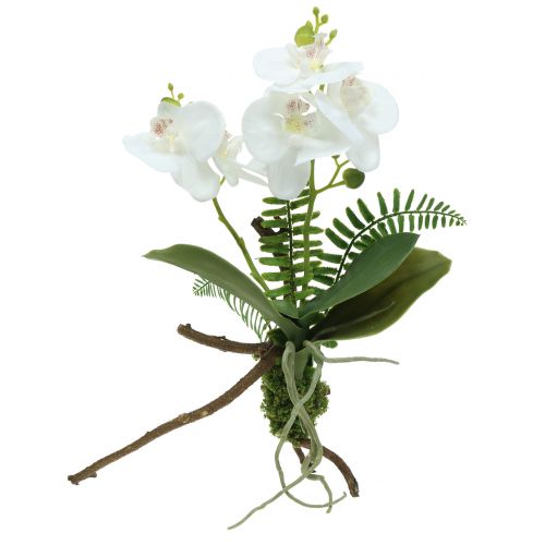 Floristik24 Orchidej bílá s mechovými kuličkami a kořínky 36cm