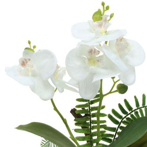 Floristik24 Orchidej bílá s mechovými kuličkami a kořínky 36cm