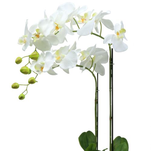 Orchidej bílá na 65cm žárovce