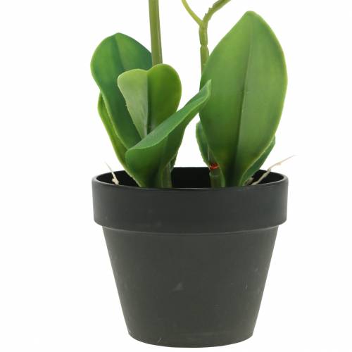 Floristik24 Orchideje bílé v květináči umělá rostlina H35cm
