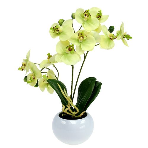 Floristik24 Orchideje v zeleném květináči H30cm