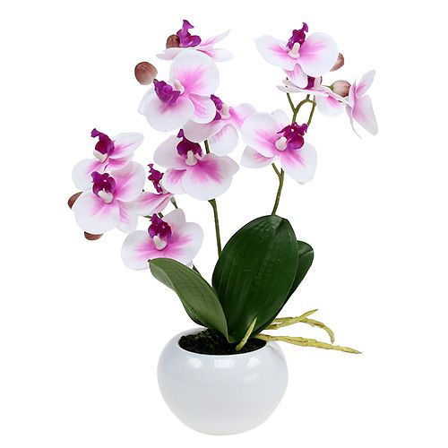 Floristik24 Orchideje v květináči V30cm bílo-růžové