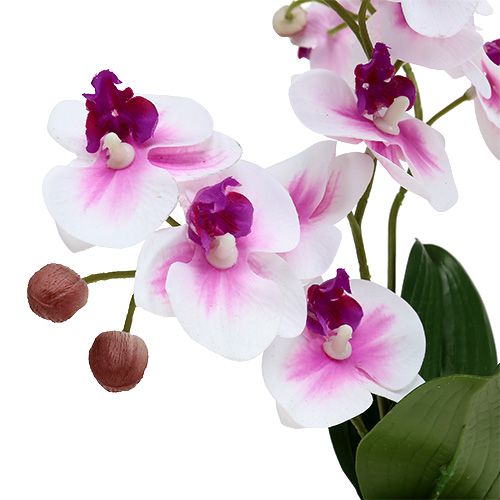 Floristik24 Orchideje v květináči V30cm bílo-růžové