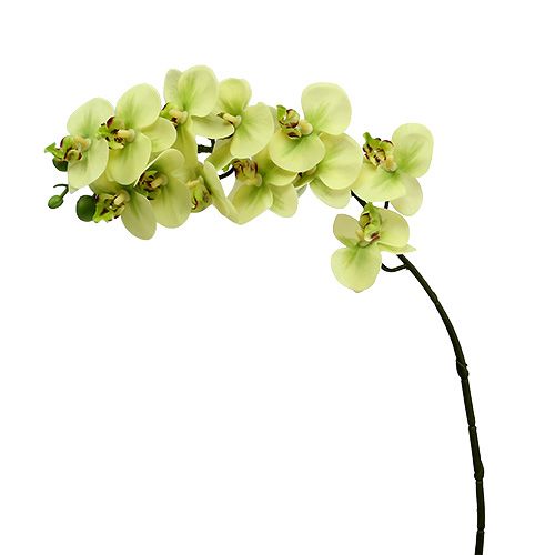 Floristik24 Větev orchideje světle zelená L58cm