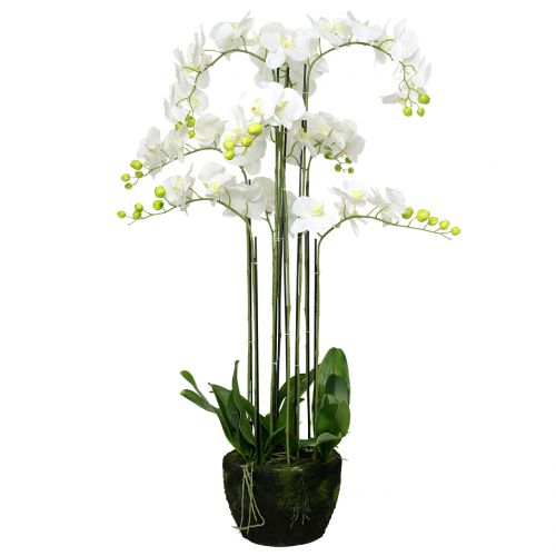 Orchidej bílá na kouli 118cm