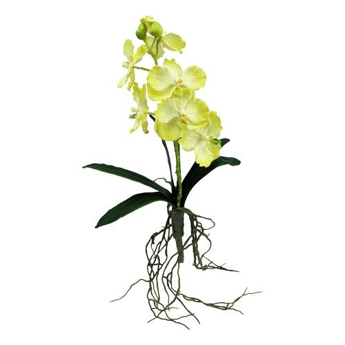 Floristik24 Orchidej s kořeny světle zelená L43cm