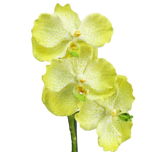Floristik24 Orchidej s kořeny světle zelená L43cm